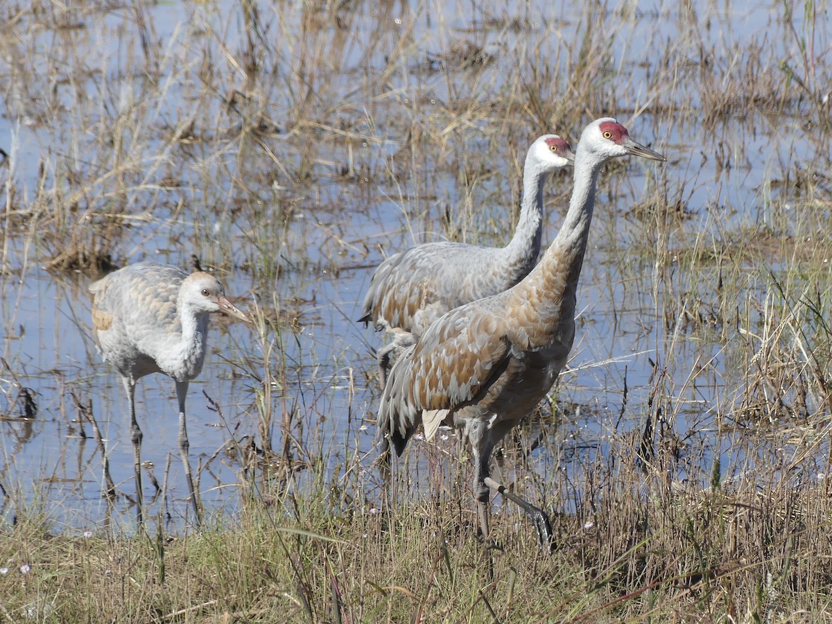 Орог тогоруу - ML644712811