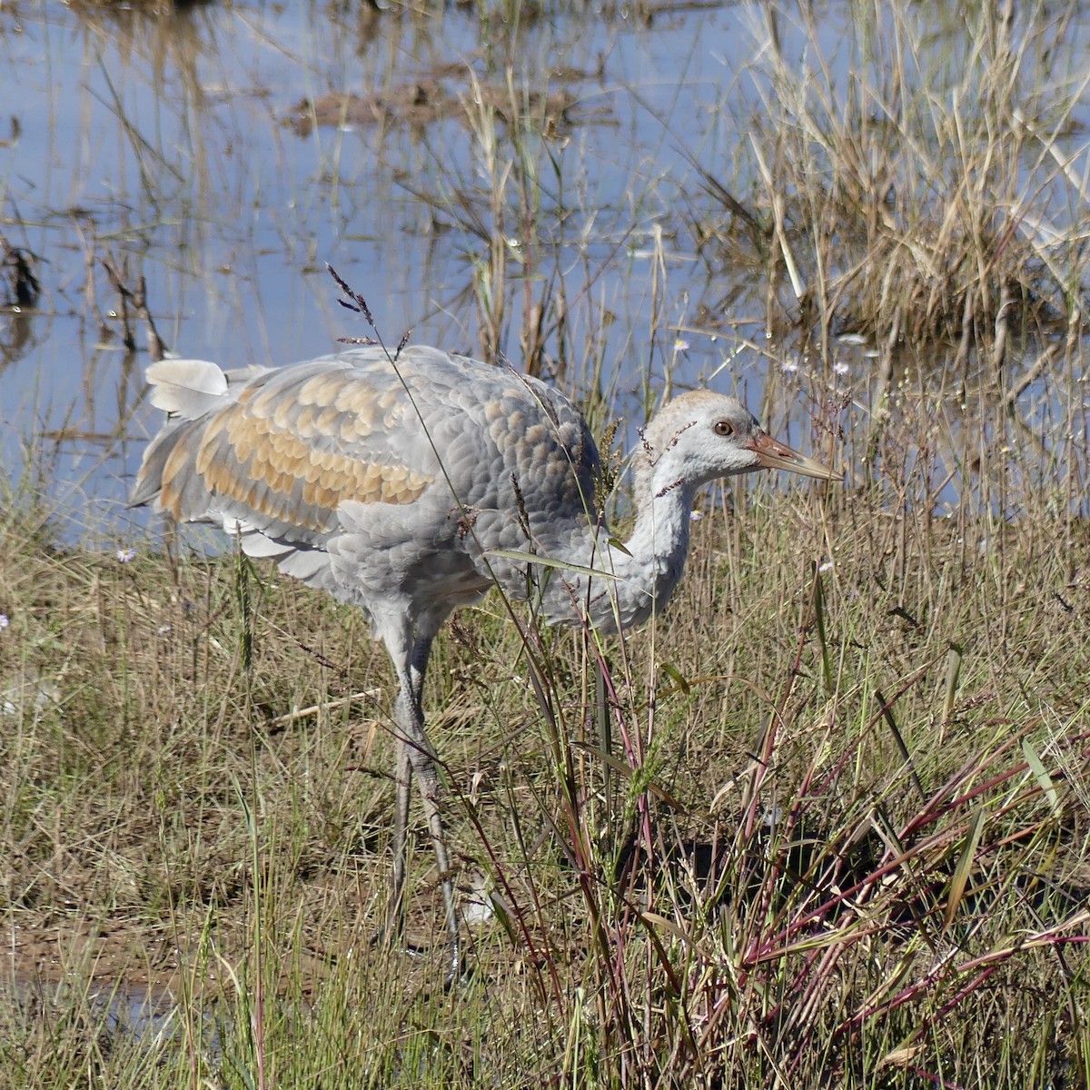 Орог тогоруу - ML644712813