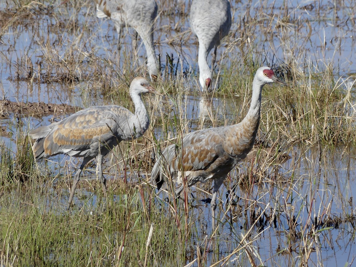 Орог тогоруу - ML644712815