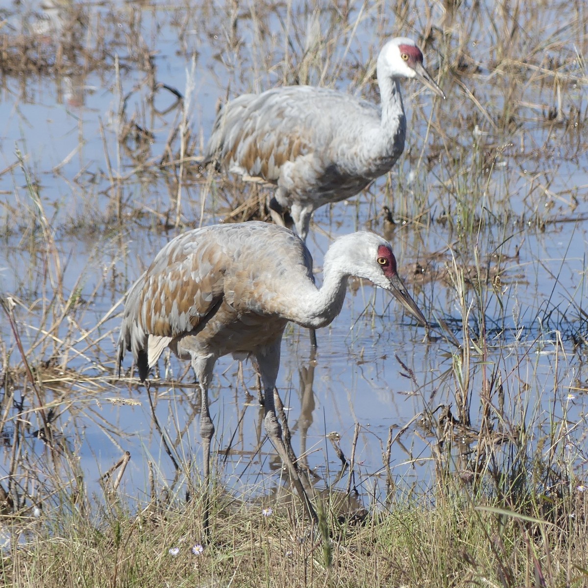 Орог тогоруу - ML644712828