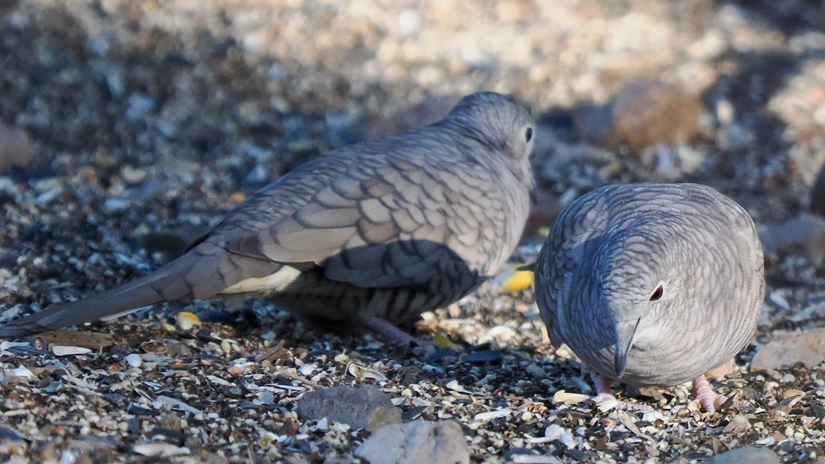 Inca Dove - ML644712830