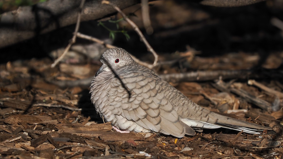 Inca Dove - ML644712832