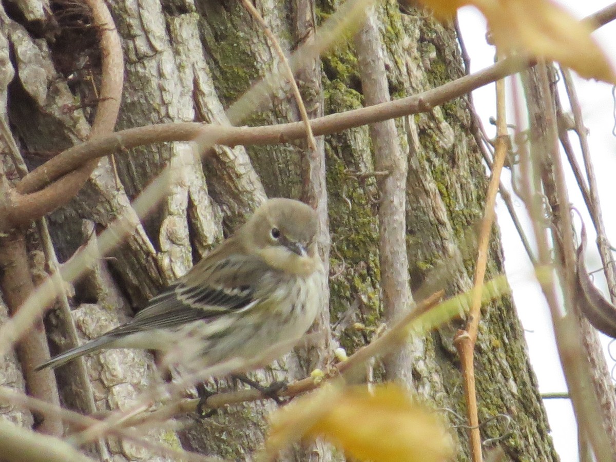 Yellow-rumped Warbler - ML644712833