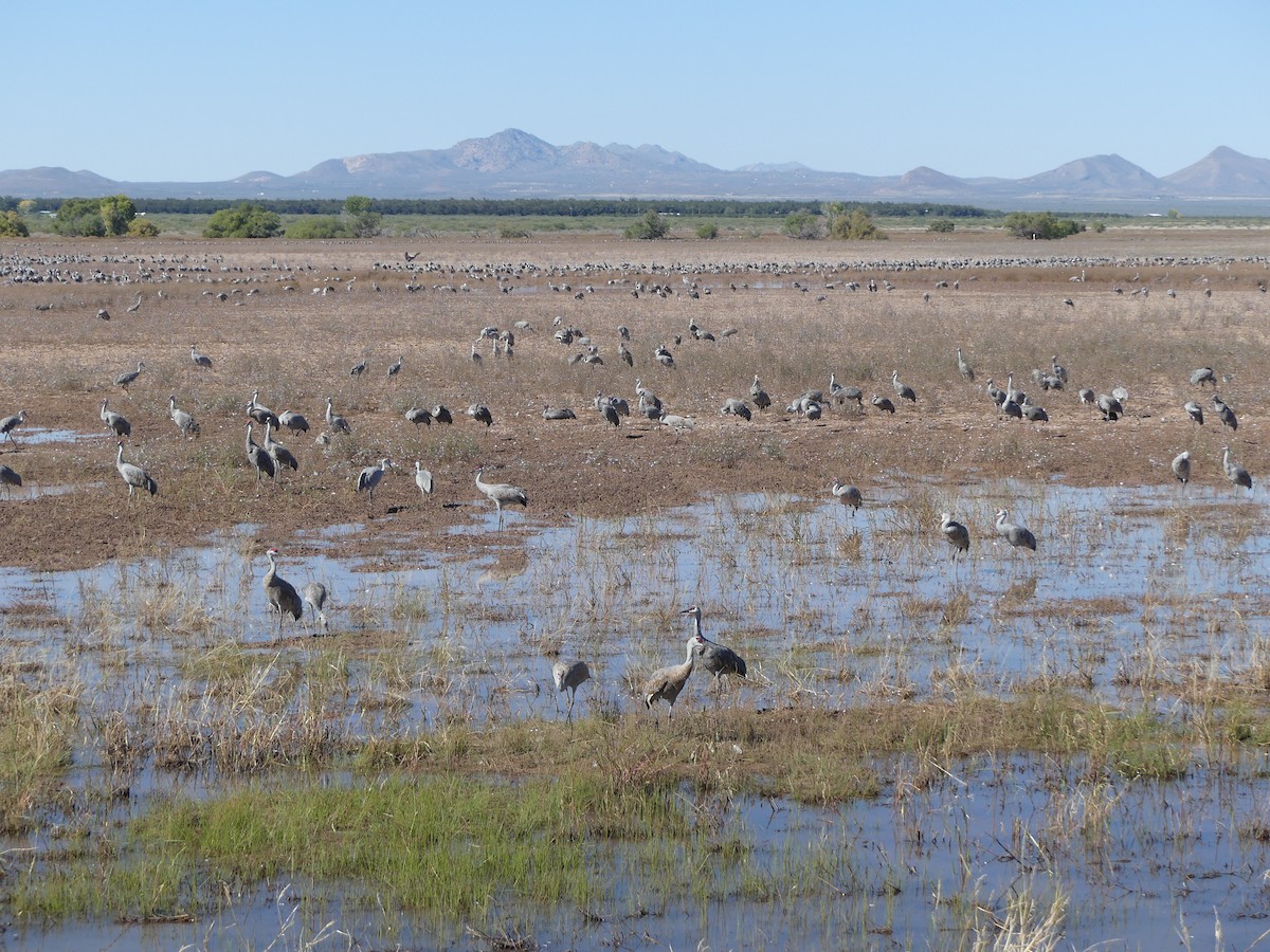 Орог тогоруу - ML644712834