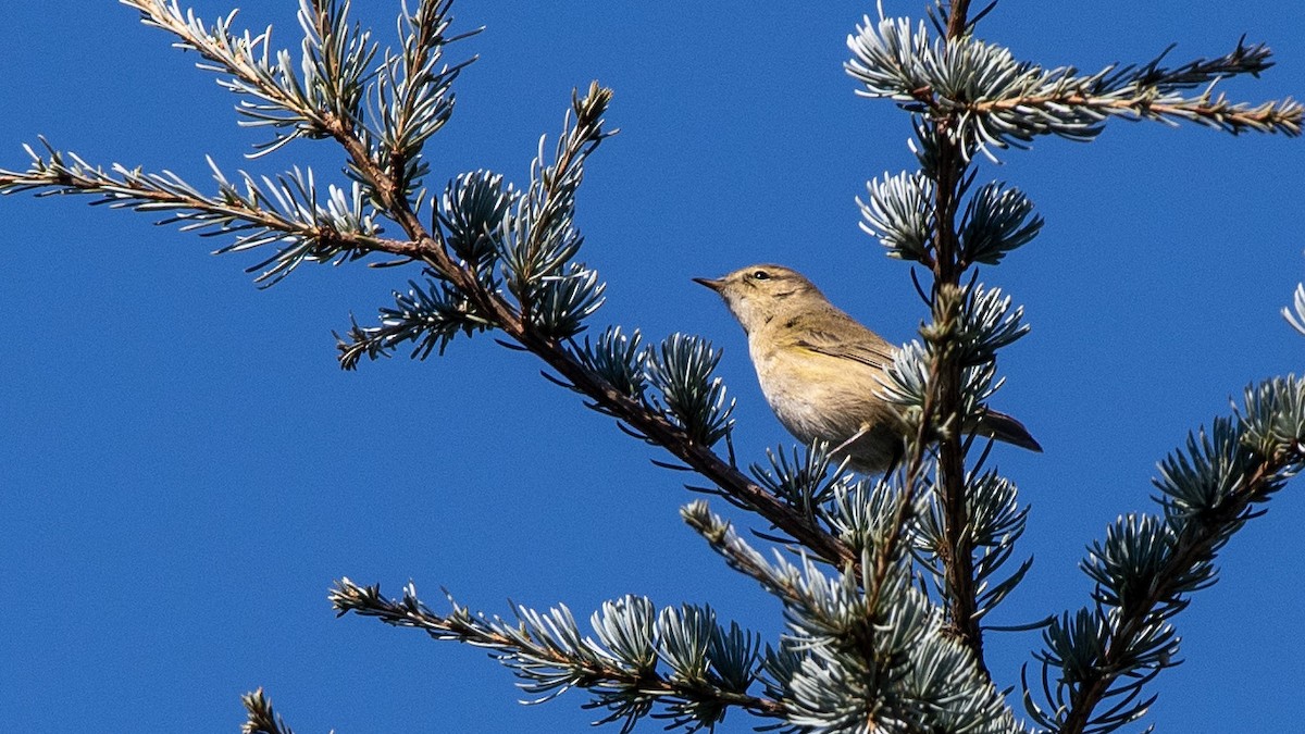 Pouillot véloce - ML644712836