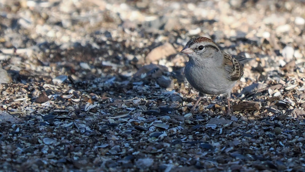 Chipping Sparrow - ML644712838