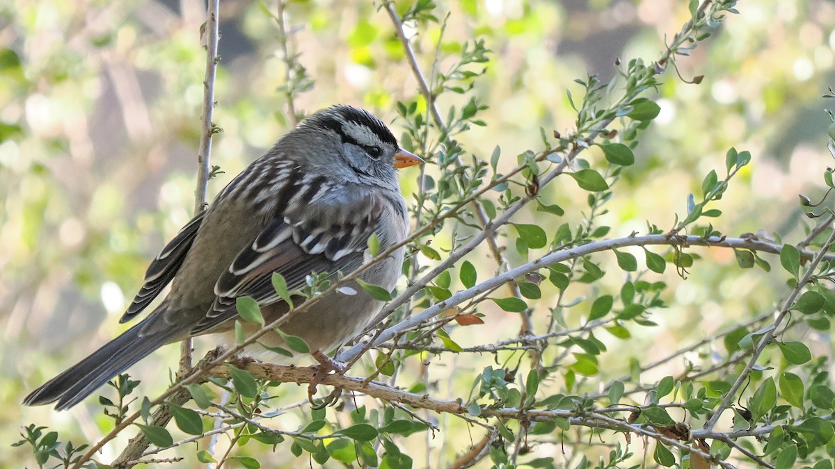 White-crowned Sparrow - ML644712843