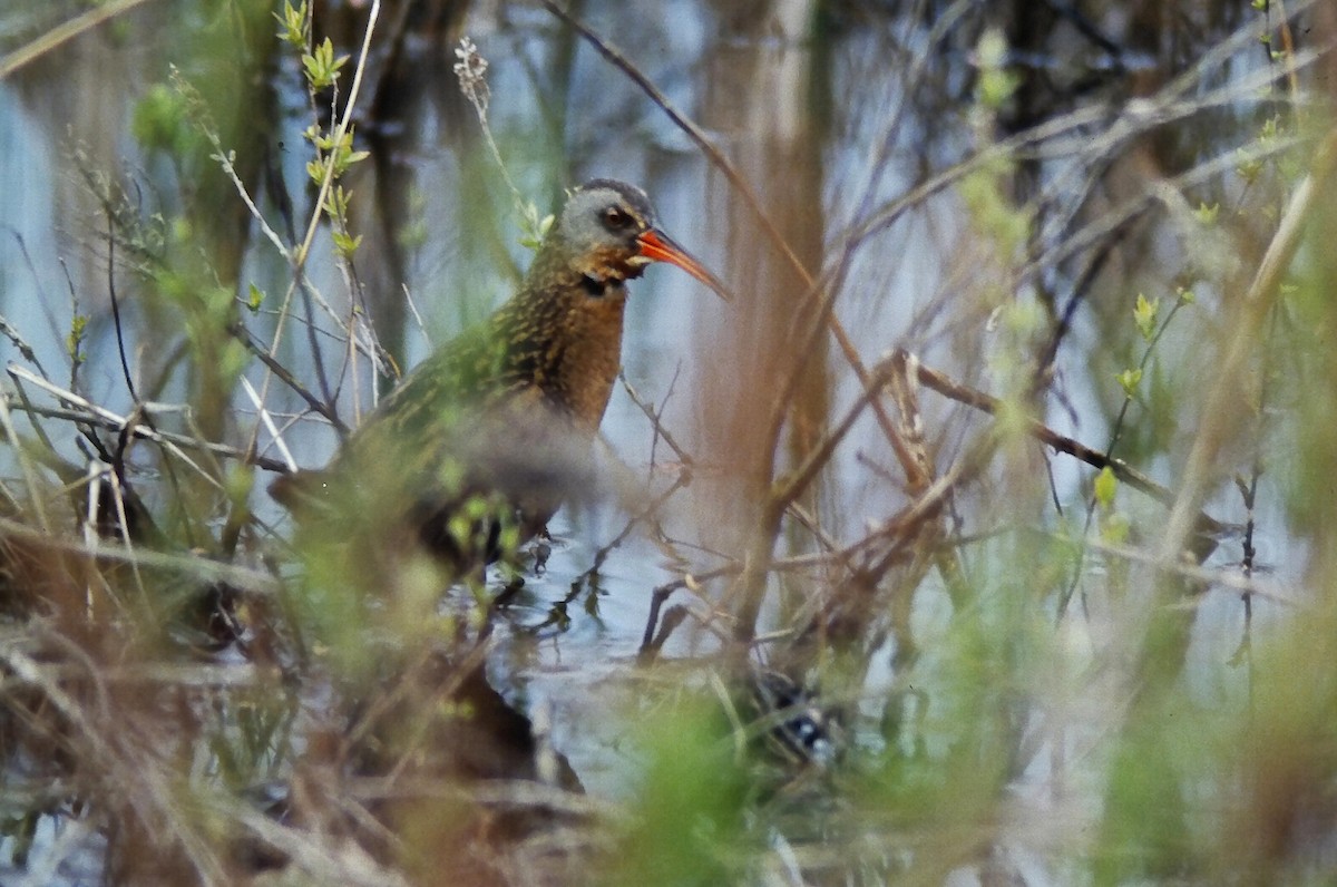 Virginia Rail - ML644712857