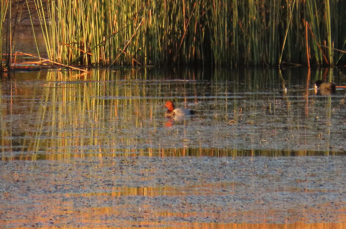 Common Pochard - ML644712858