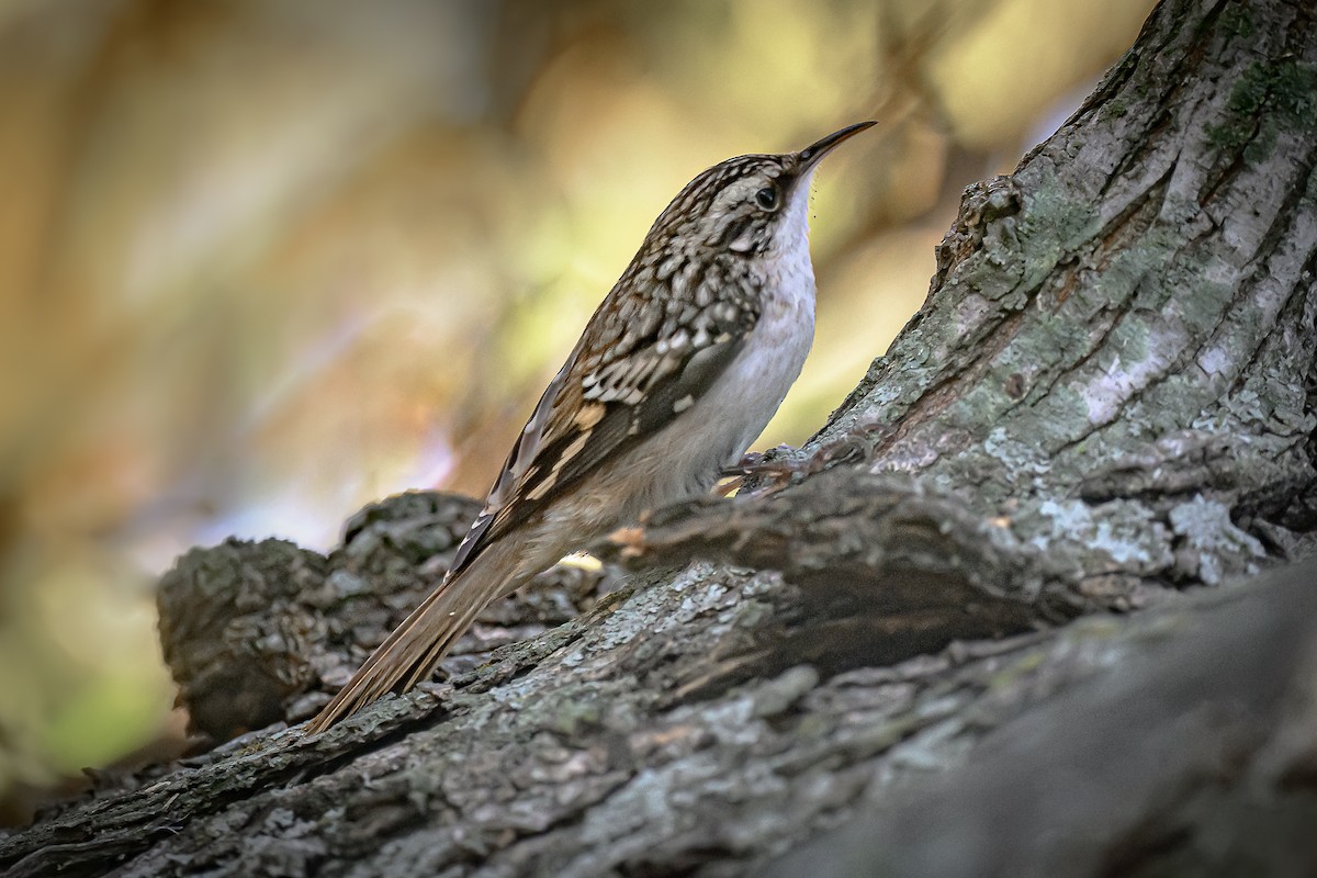 Grimpereau brun - ML644712880