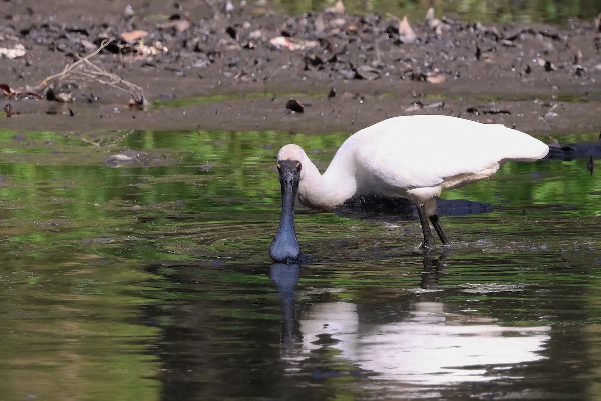 Косар королівський - ML644712883