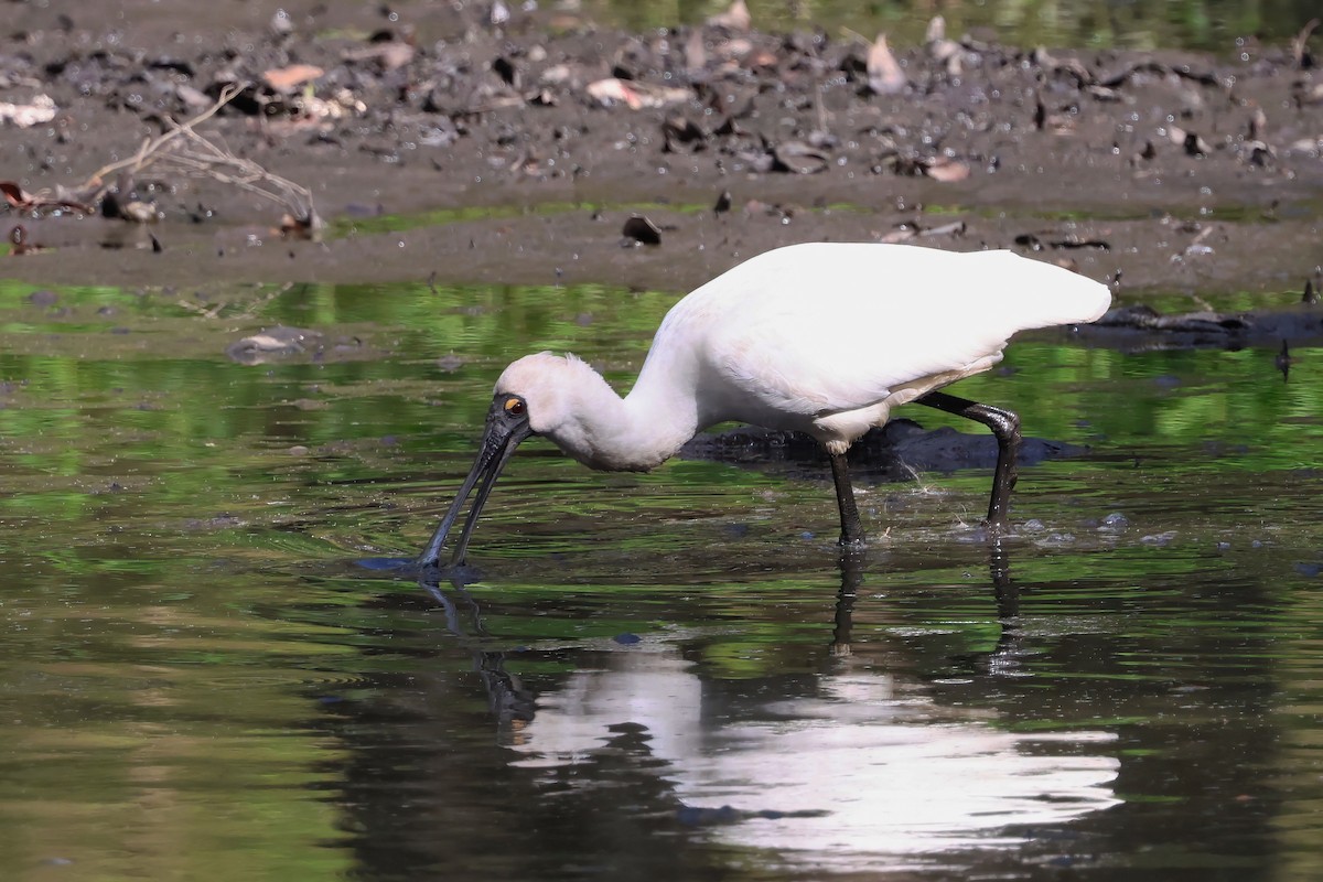 Косар королівський - ML644712884