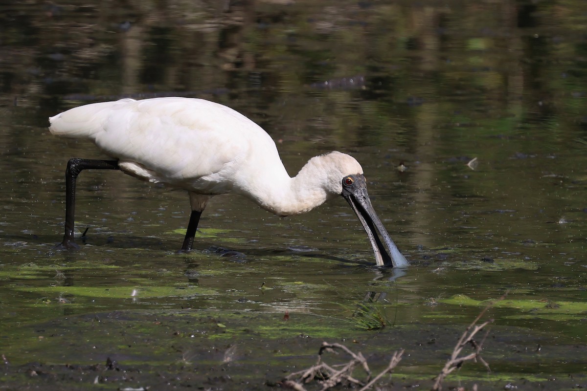 Косар королівський - ML644712885