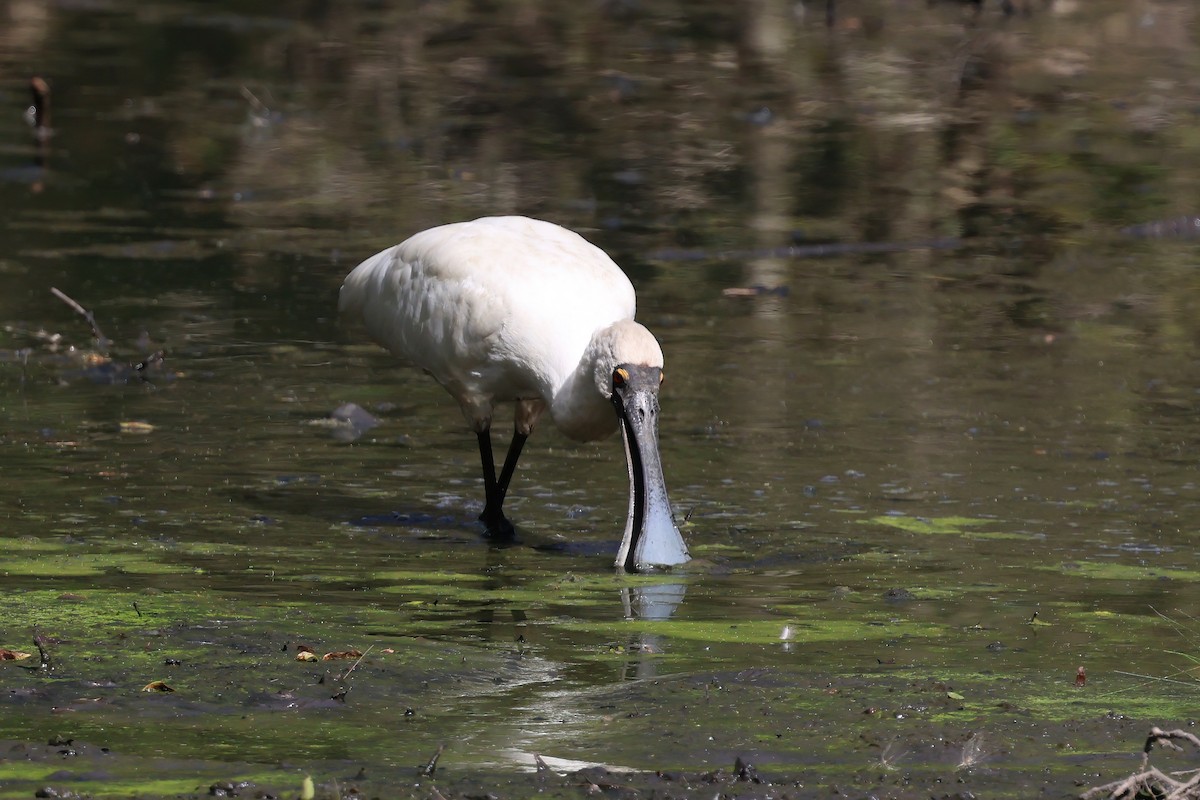 Косар королівський - ML644712886