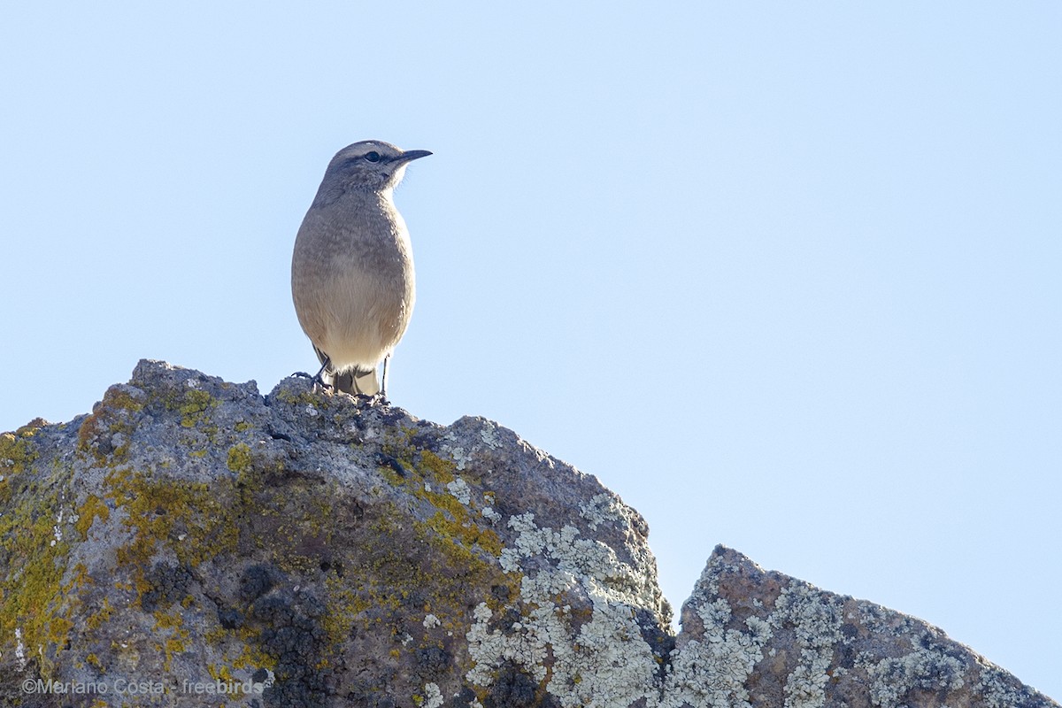 Patagonian Mockingbird - ML644712887