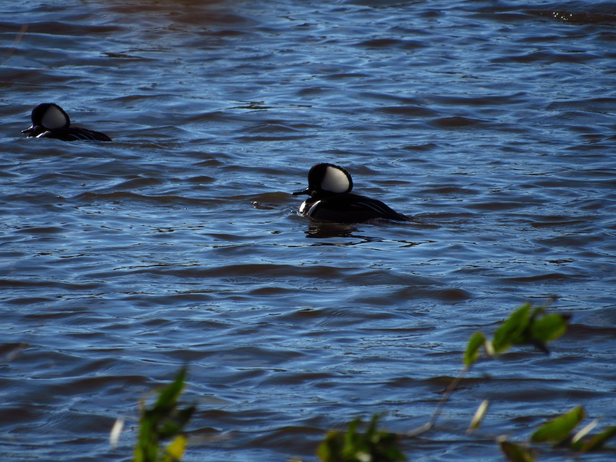 Hooded Merganser - ML644712891