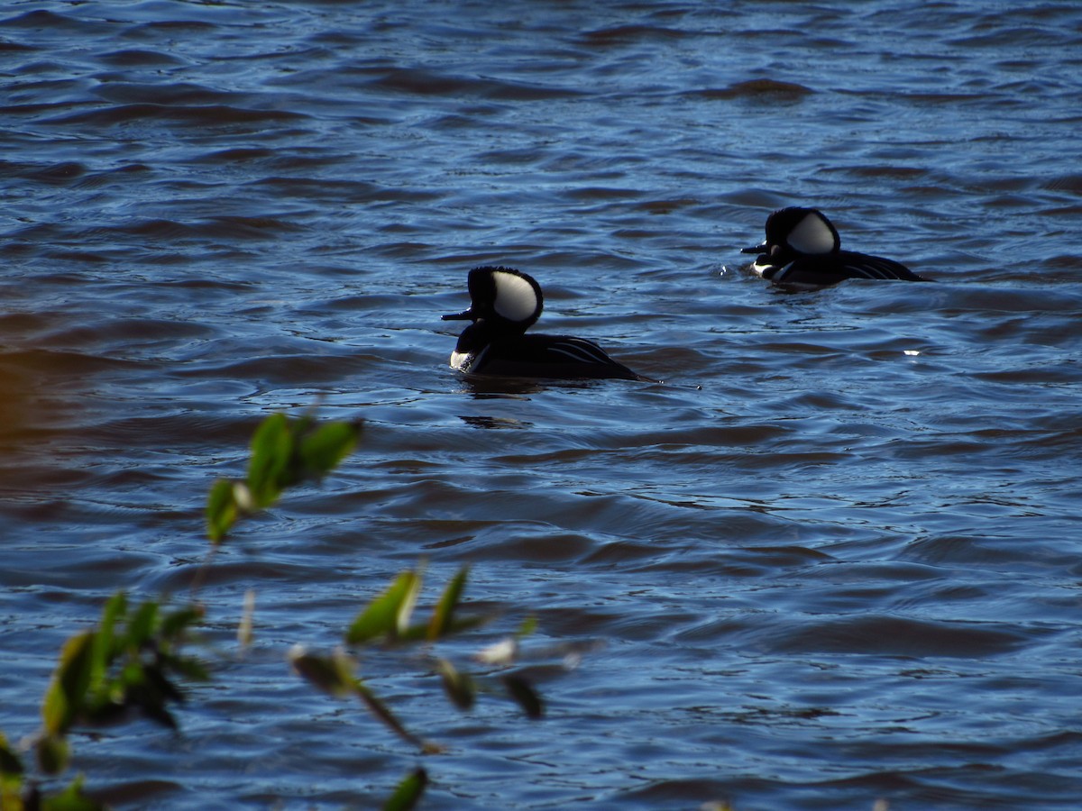 Hooded Merganser - ML644712892