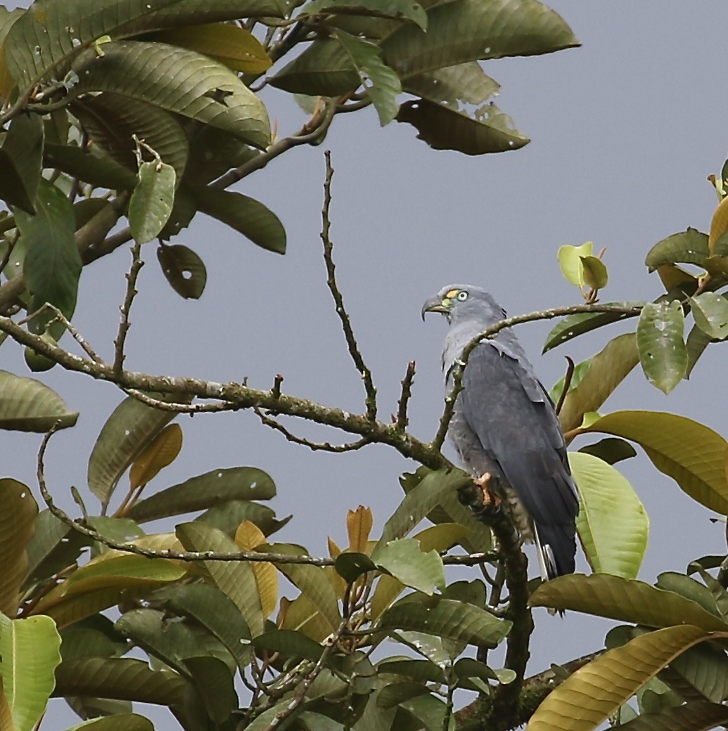 Hook-billed Kite (Hook-billed) - ML644712898