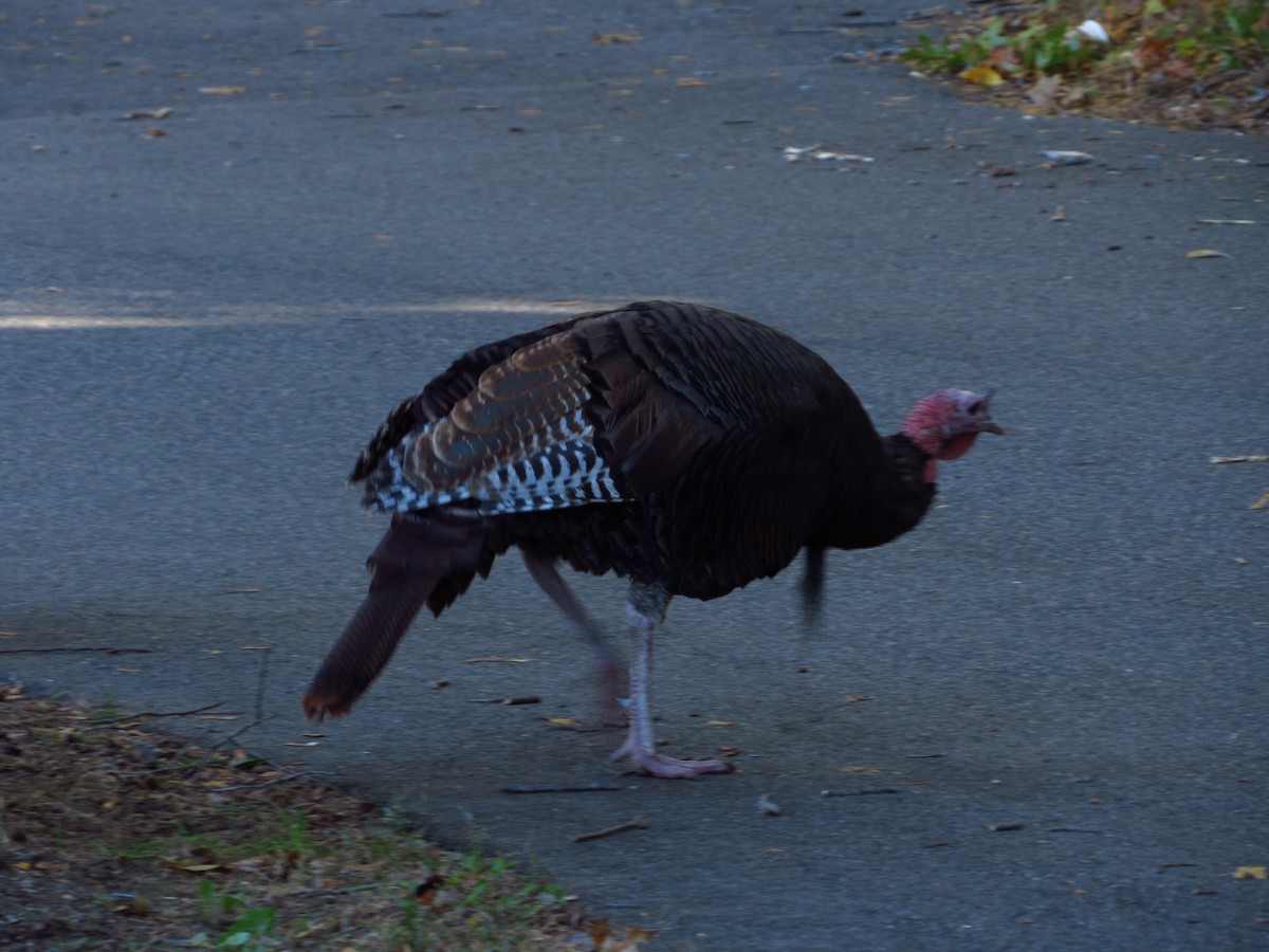 Wild Turkey - ML644712905