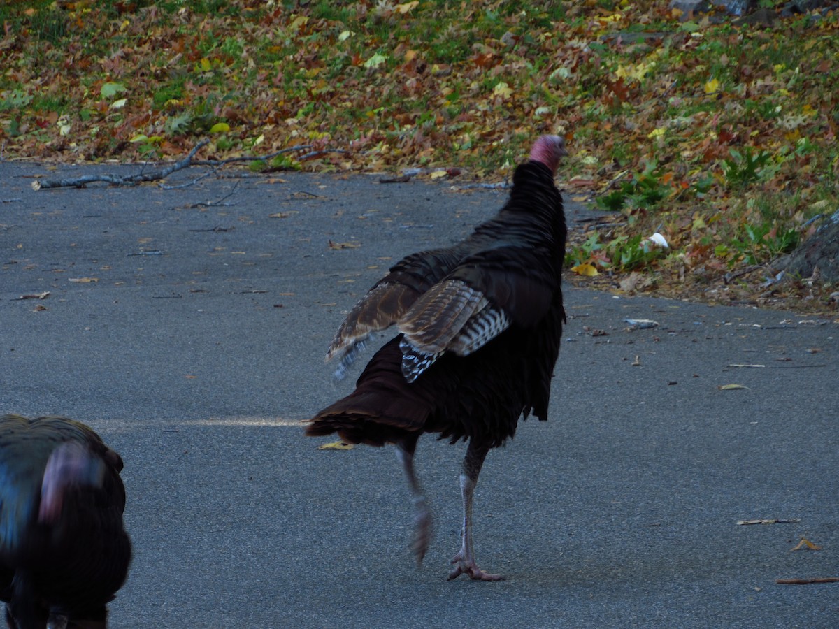 Wild Turkey - ML644712906