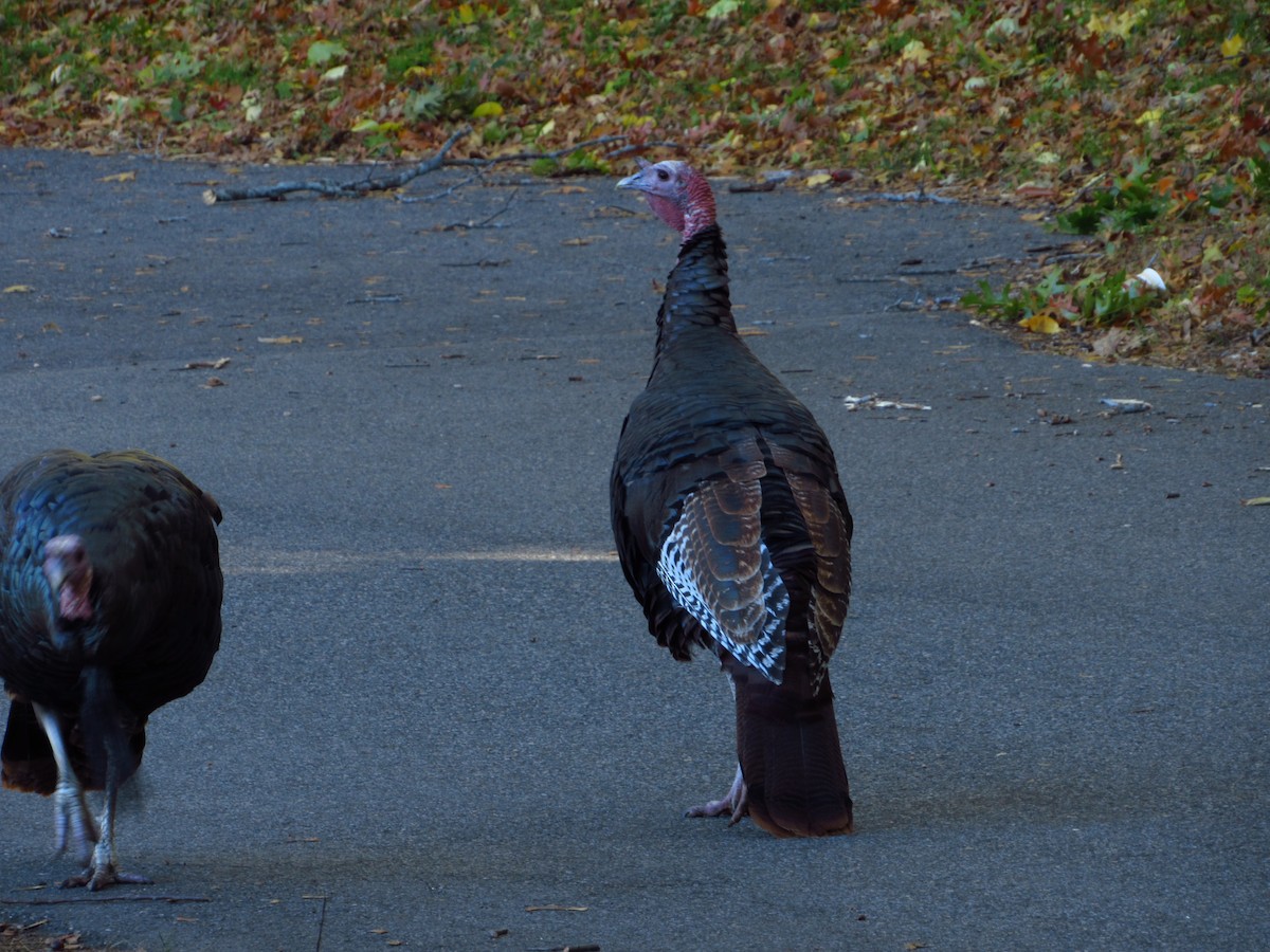 Wild Turkey - ML644712907