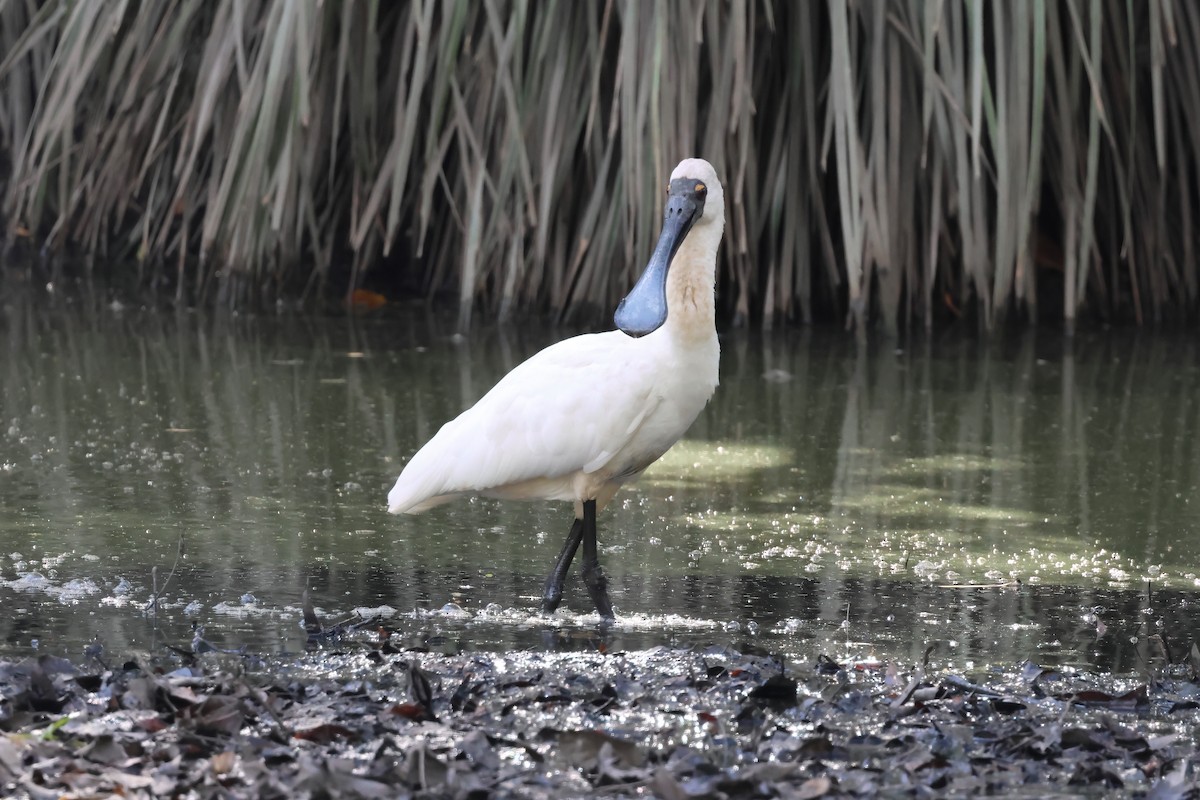 Косар королівський - ML644712908