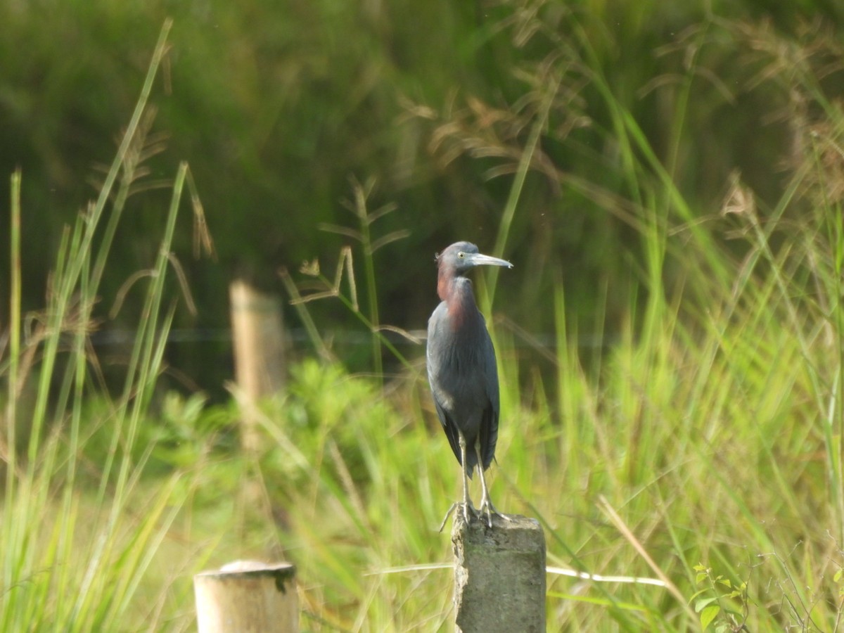 Little Blue Heron - ML644712911