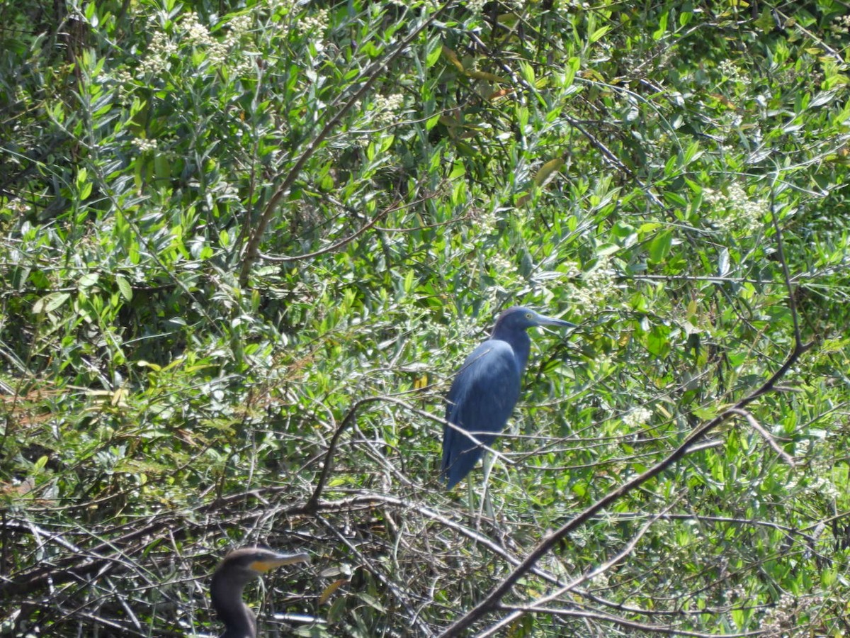 Little Blue Heron - ML644712912