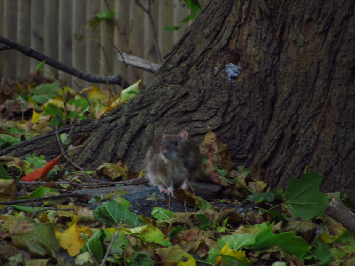 Brown Rat - ML644712913