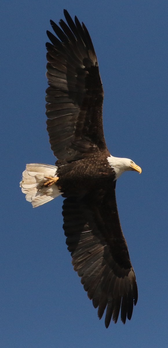 orel bělohlavý - ML644712915