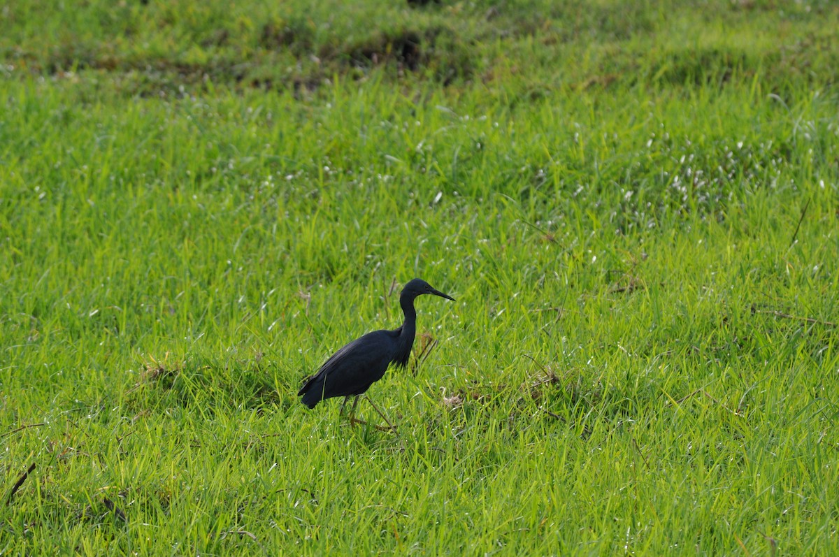 Braunkehlreiher - ML644712916