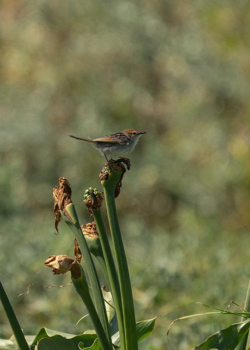 Levaillant's Cisticola - ML644712925
