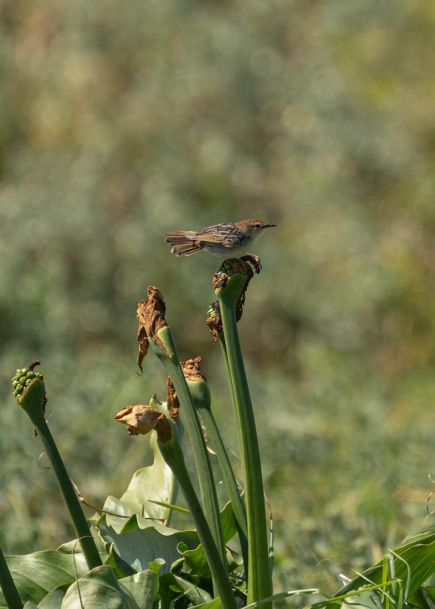 Levaillant's Cisticola - ML644712926