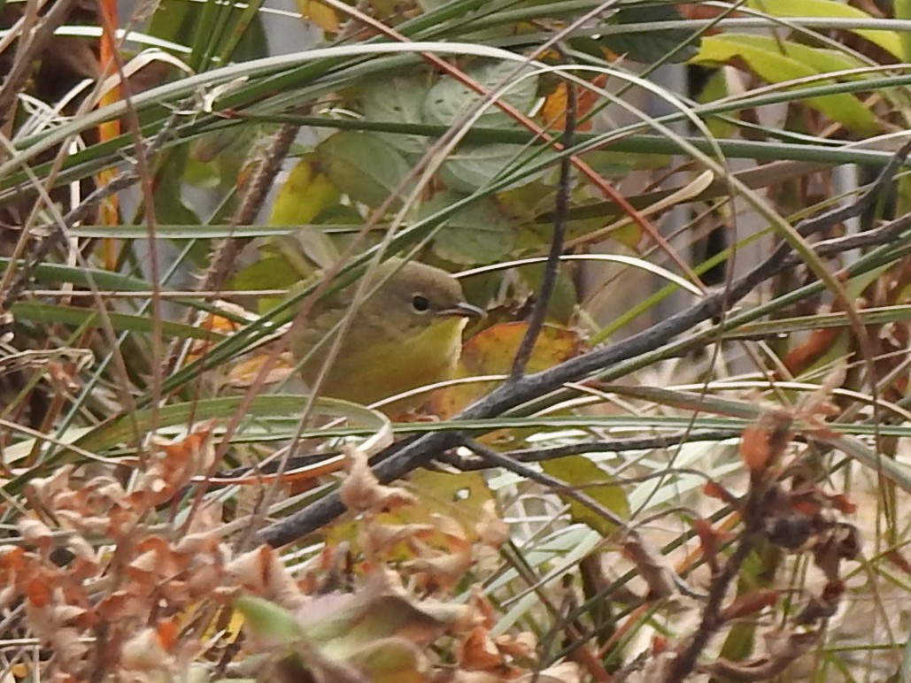 Common Yellowthroat - ML644712953