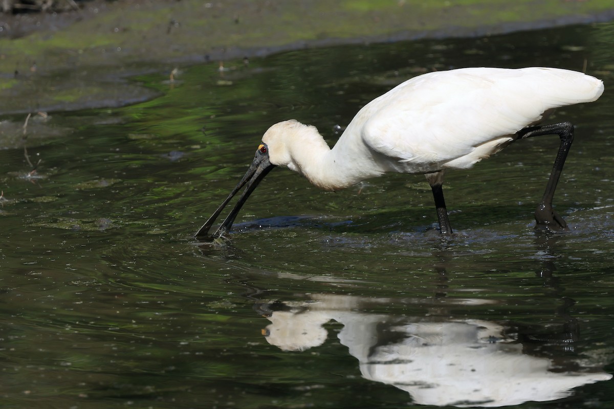 Косар королівський - ML644712957