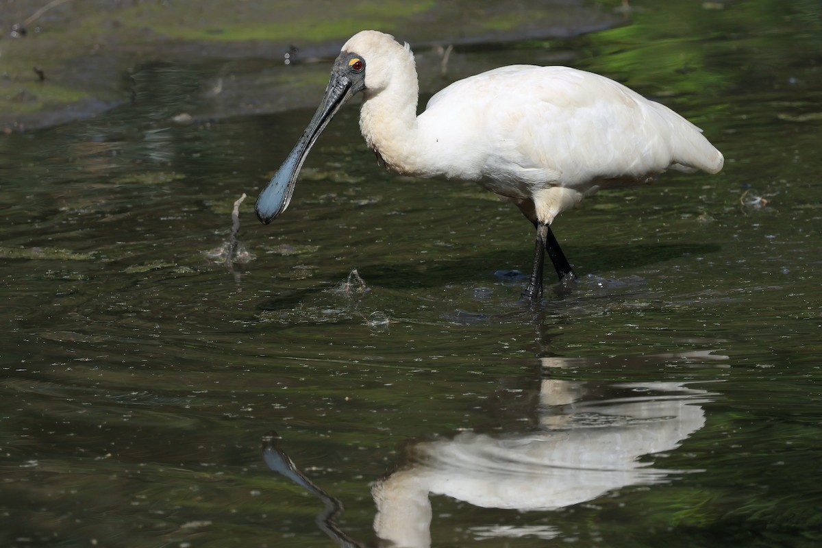Косар королівський - ML644712958