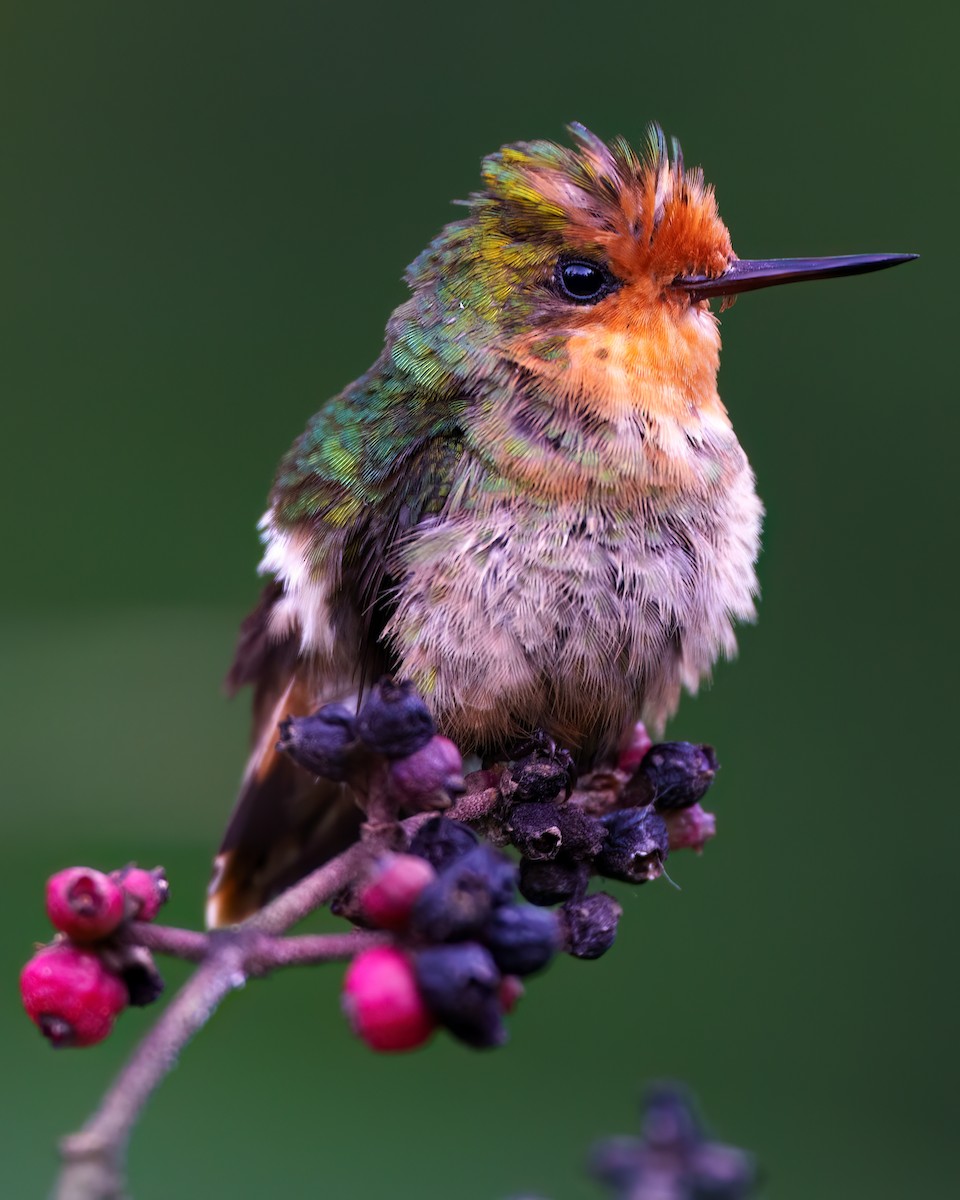 Rufous-crested Coquette - ML644712982