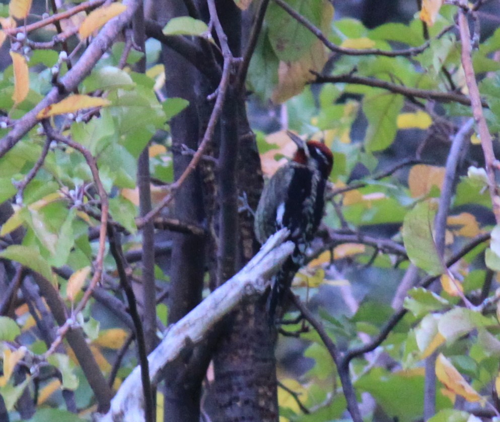 Red-naped Sapsucker - ML644712985