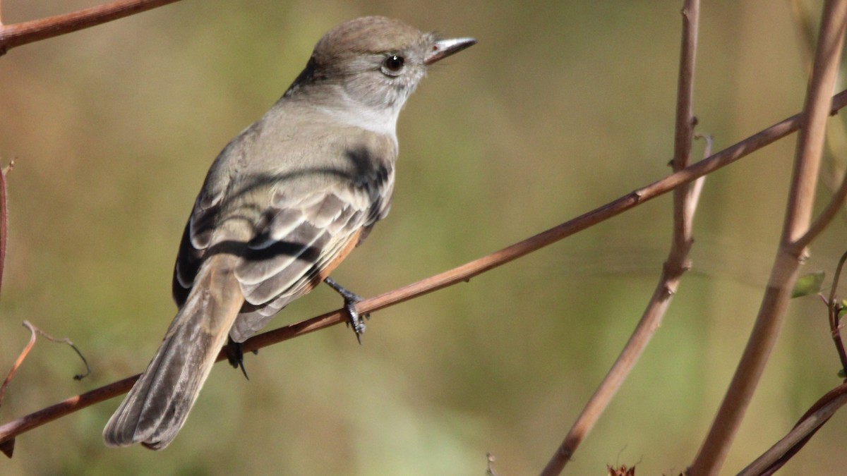 Ash-throated Flycatcher - ML644712987