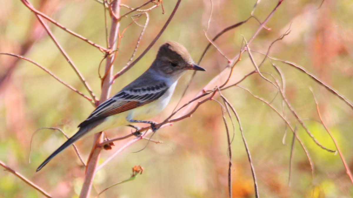Ash-throated Flycatcher - ML644712988