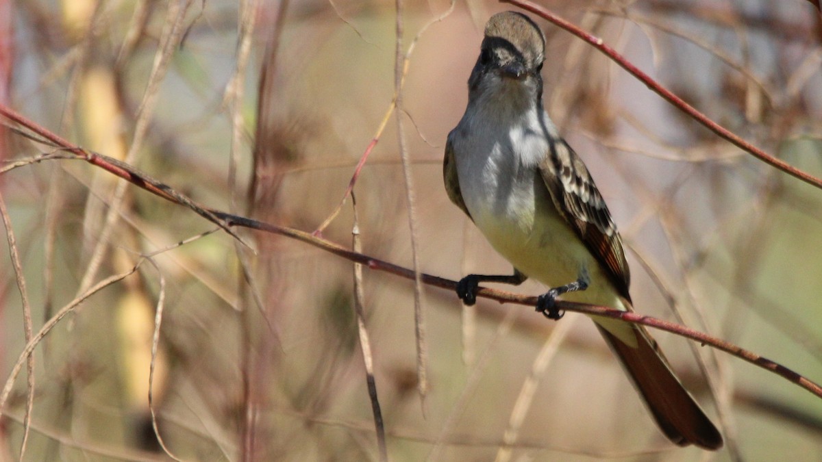 Ash-throated Flycatcher - ML644712989