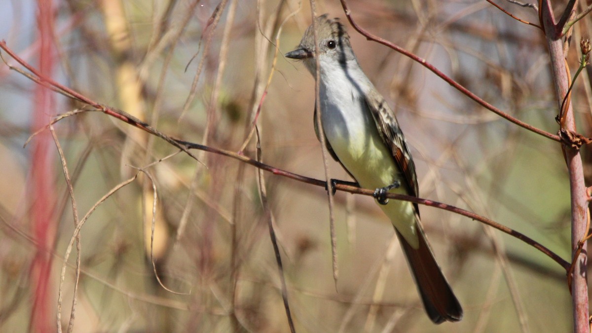 Ash-throated Flycatcher - ML644712990