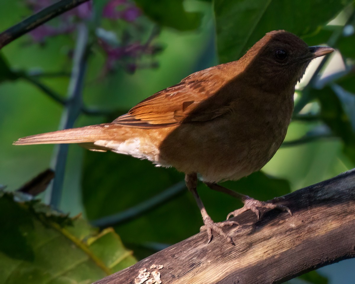 Hauxwelldrossel - ML644712998