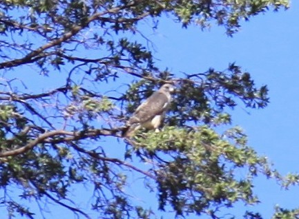 Red-tailed Hawk - ML644713012
