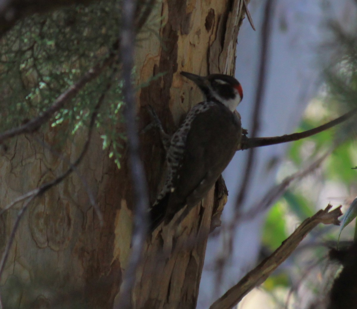 Arizona Woodpecker - ML644713014