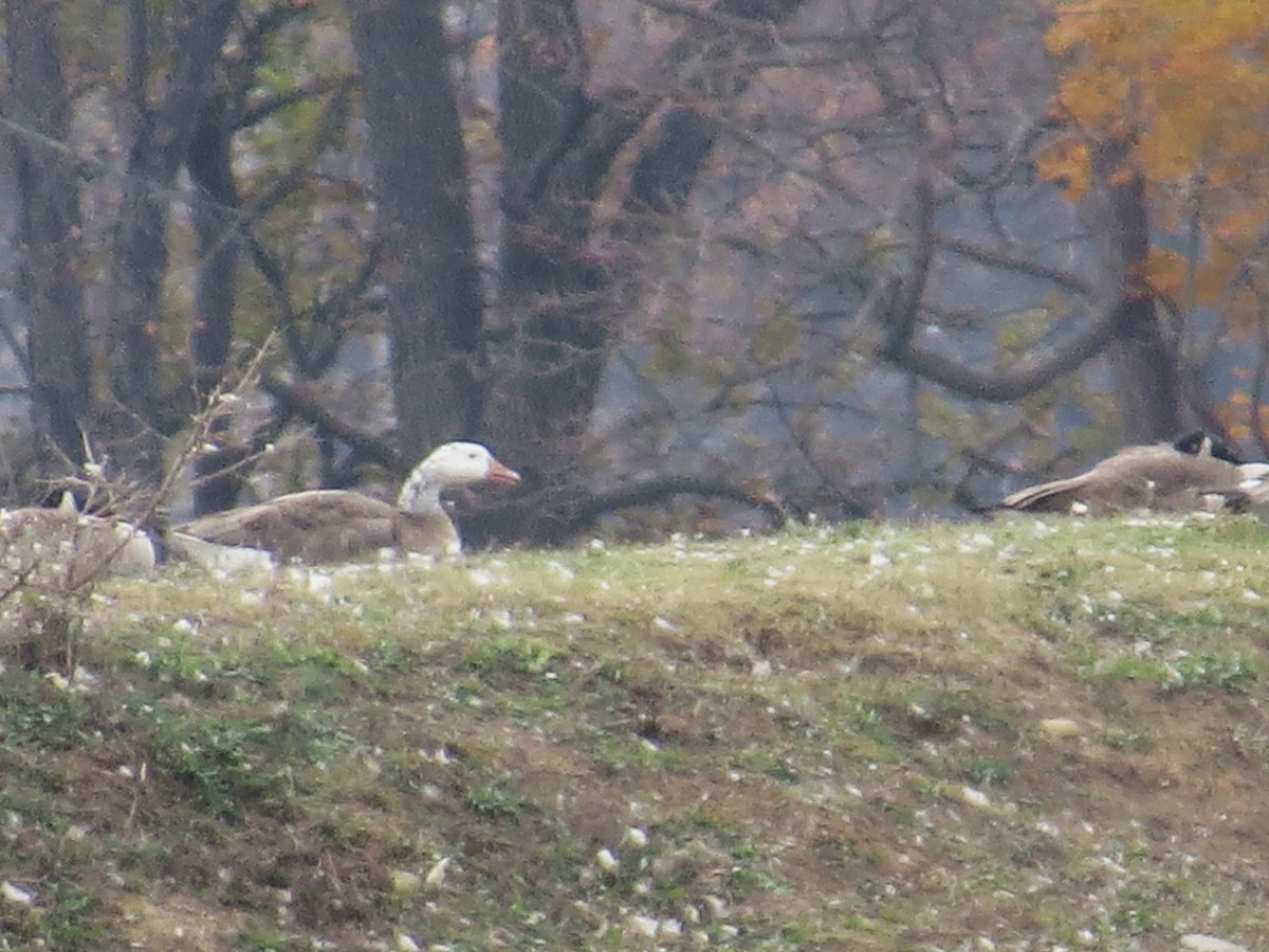 goose sp. - ML644713017