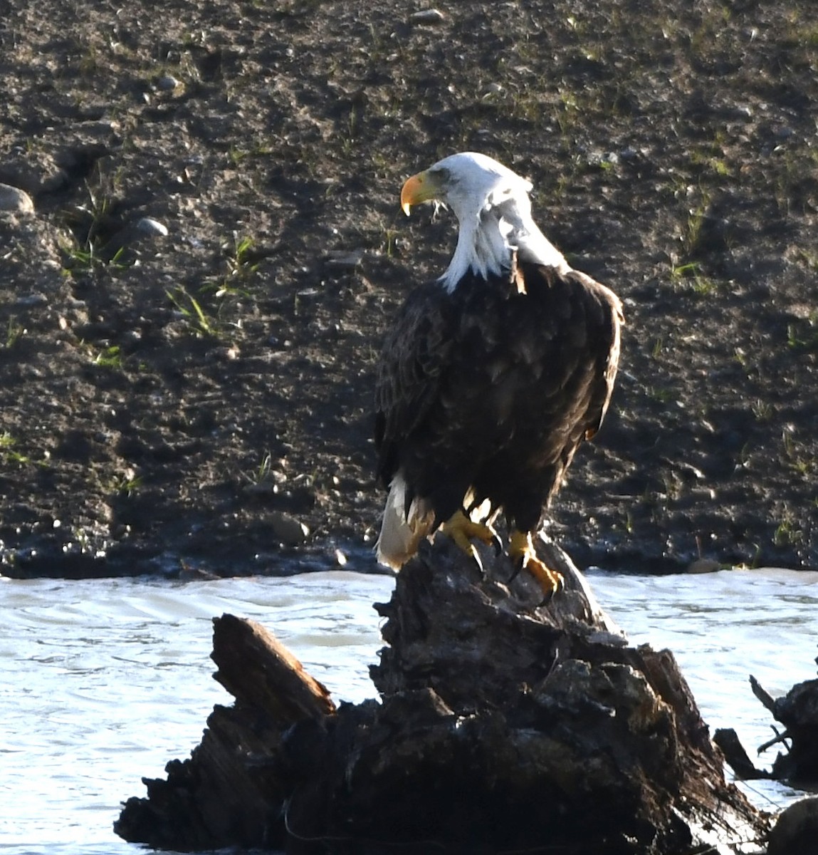 orel bělohlavý - ML644713037