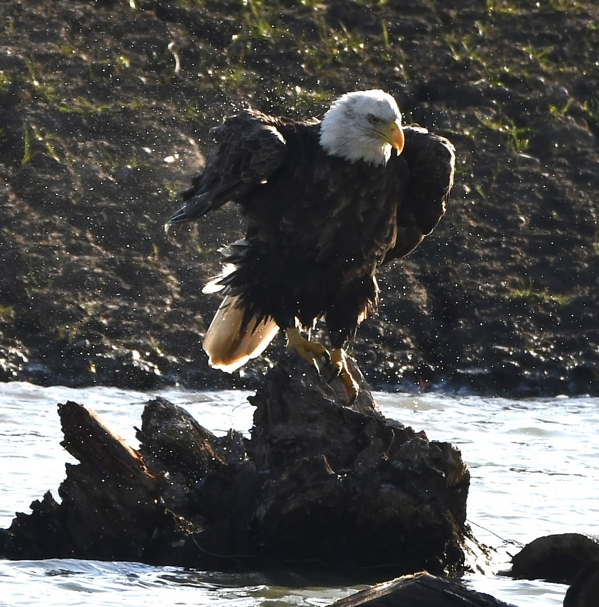 orel bělohlavý - ML644713038