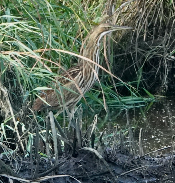 Amerika Balabanı - ML644713041