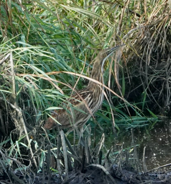 Amerika Balabanı - ML644713042